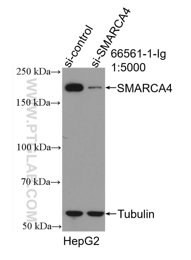 WB analysis of HepG2 using 66561-1-Ig