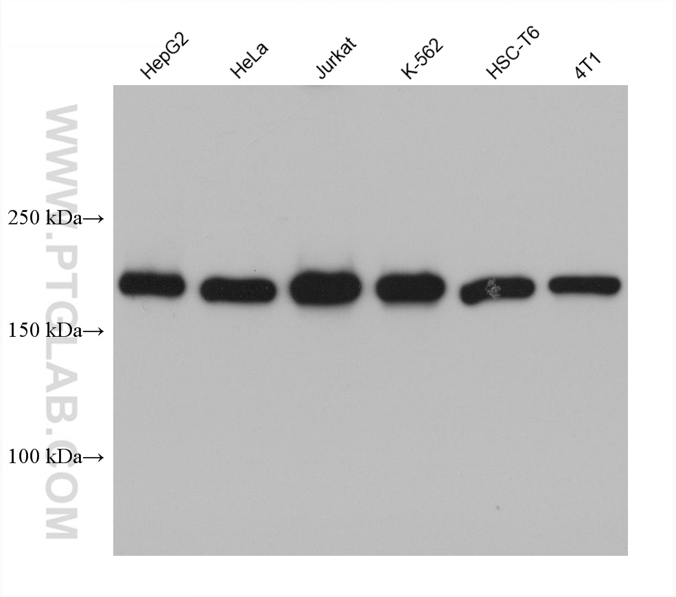 WB analysis using 66561-1-Ig