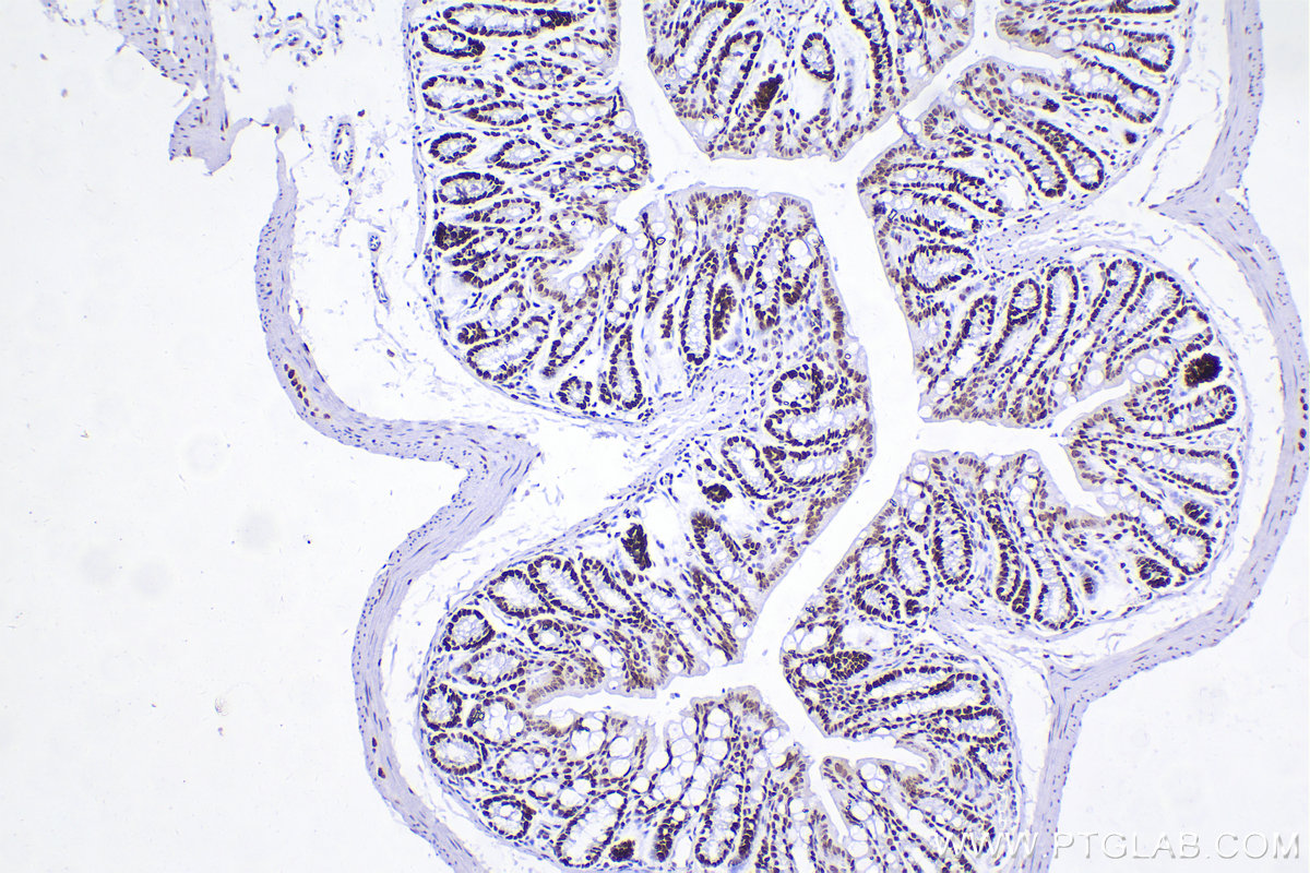 IHC staining of mouse colon using 83310-2-RR (same clone as 83310-2-PBS)