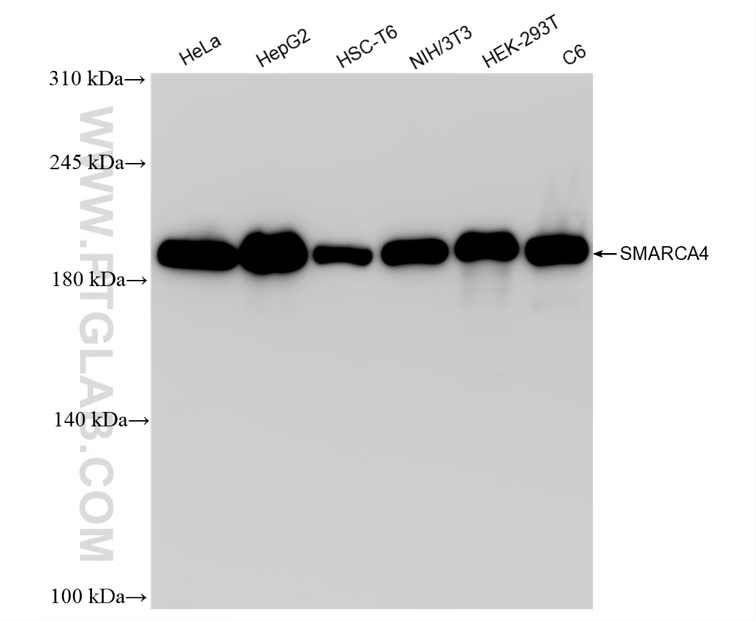 WB analysis using 83310-6-RR