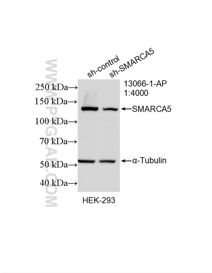 WB result of SMARCA5 antibody (13066-1-AP; 1:4000; incubated at room temperature for 1.5 hours) with sh-Control and sh-SMARCA5 transfected HEK-293 cells. WB analysis of HEK-293 using 13066-1-AP