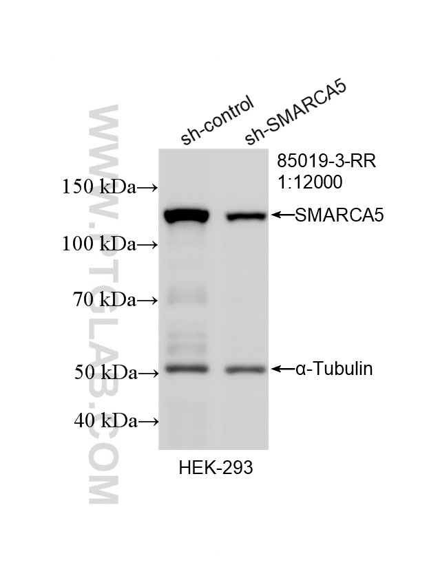 WB analysis of HEK-293 using 85019-3-RR