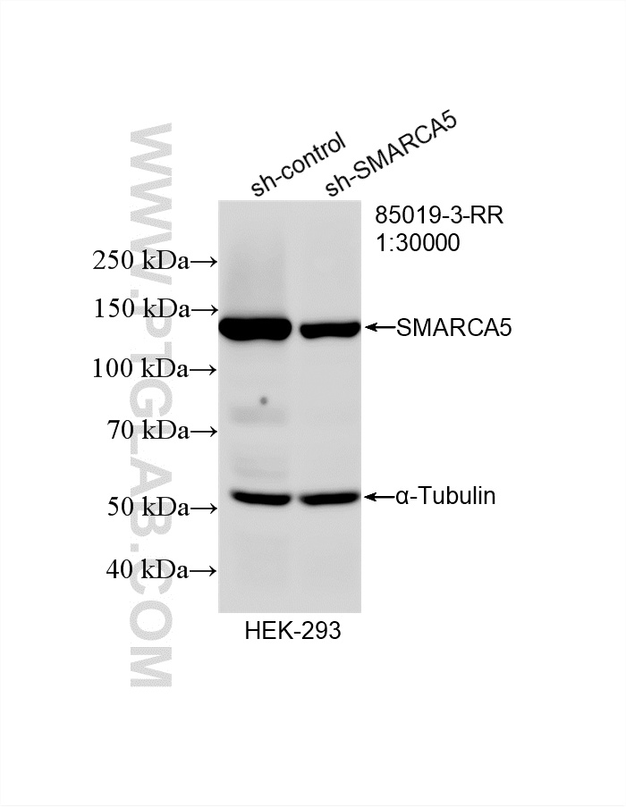 WB analysis of HEK-293 using 85019-3-RR
