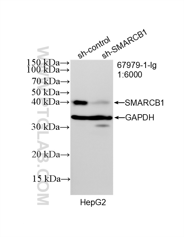 WB analysis of HepG2 using 67979-1-Ig
