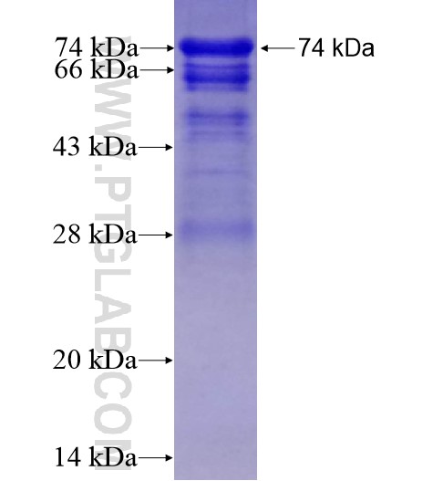 SMARCC1 fusion protein Ag12109 SDS-PAGE