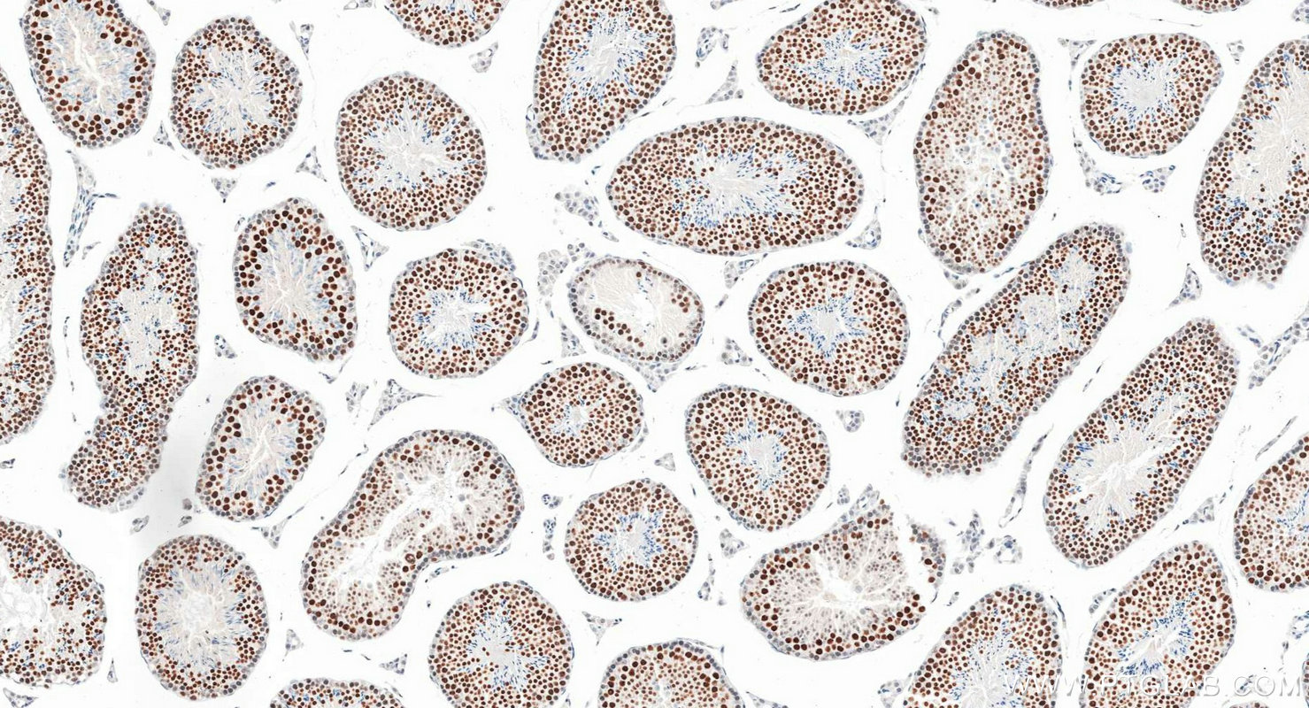 IHC staining of mouse testis using 83187-3-RR