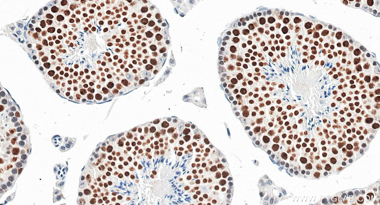 IHC staining of mouse testis using 83187-3-RR