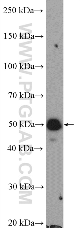 WB analysis of HEK-293T using 16413-1-AP