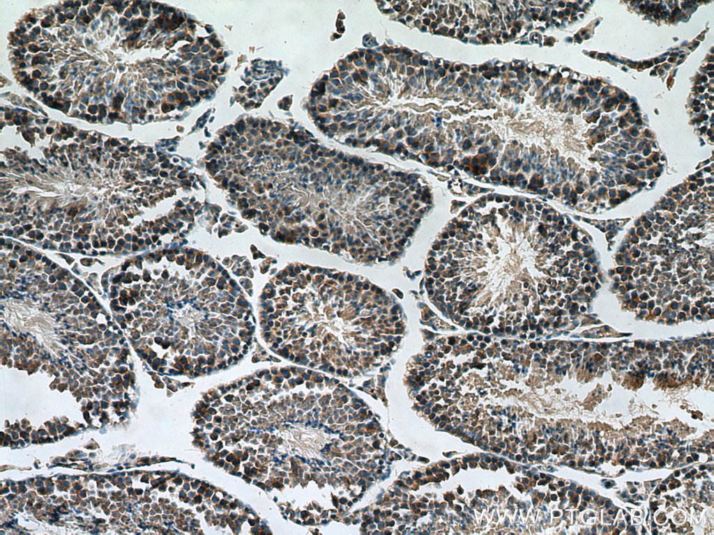 IHC staining of mouse testis using 67808-1-Ig