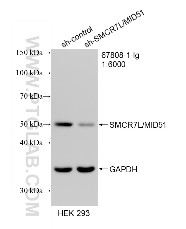 WB analysis of HEK-293 using 67808-1-Ig
