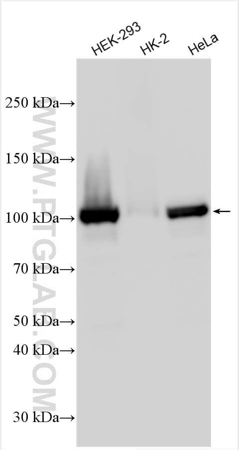 WB analysis using 26153-1-AP