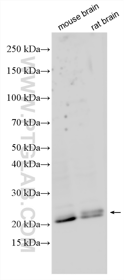 WB analysis using 34127-1-AP WB analysis using 34127-1-AP
