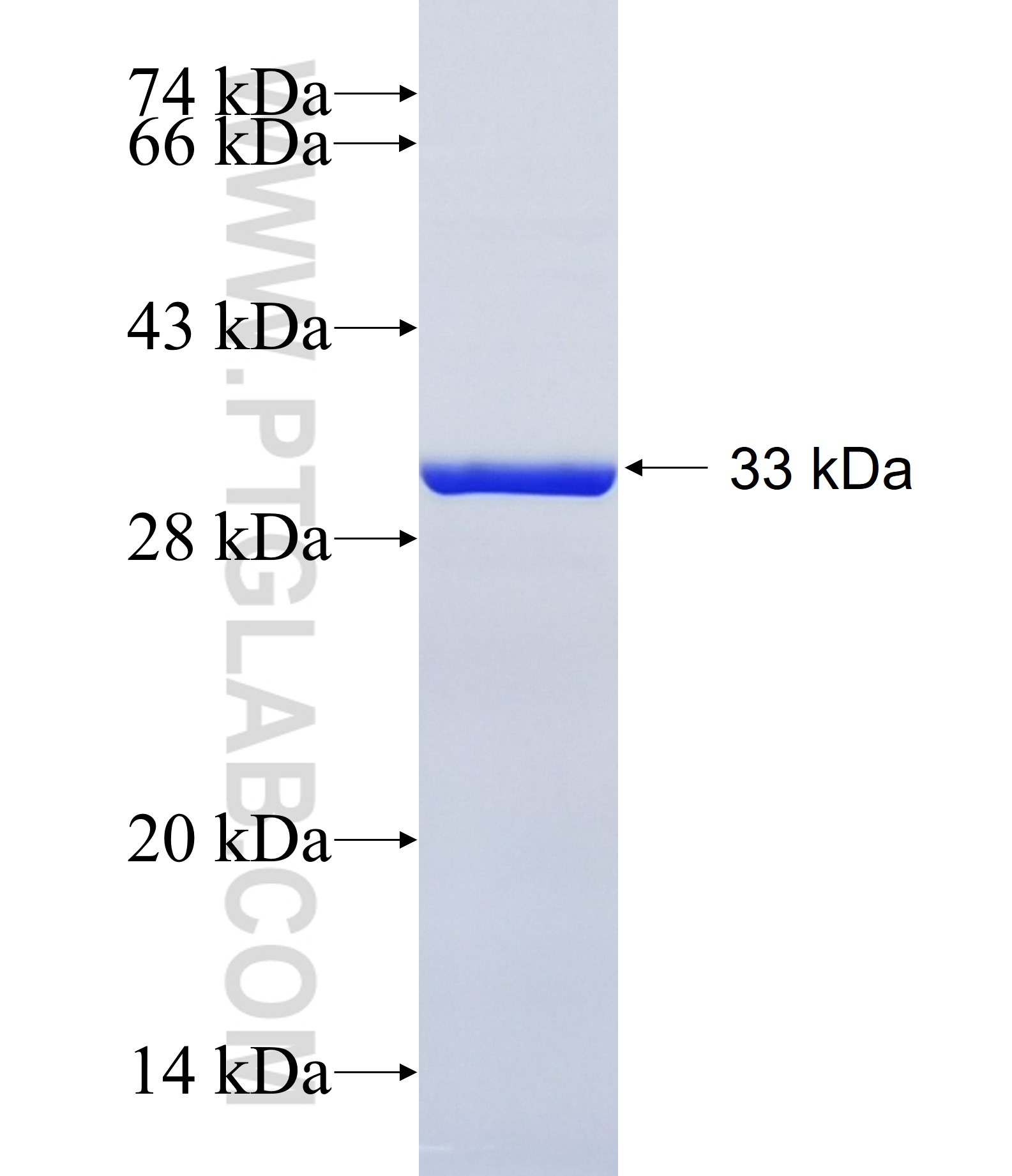 SMIM26 fusion protein Ag34640 SDS-PAGE SMIM26 fusion protein Ag34640 SDS-PAGE