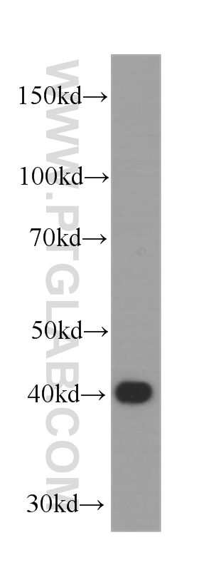 WB analysis of HEK-293 using 60255-1-Ig