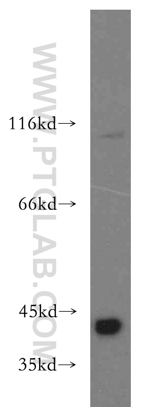 WB analysis of HEK-293 using 20451-1-AP