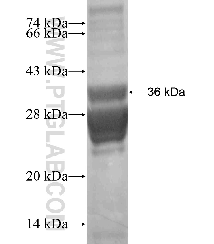 SMN2 fusion protein Ag17799 SDS-PAGE SMN2 fusion protein Ag17799 SDS-PAGE