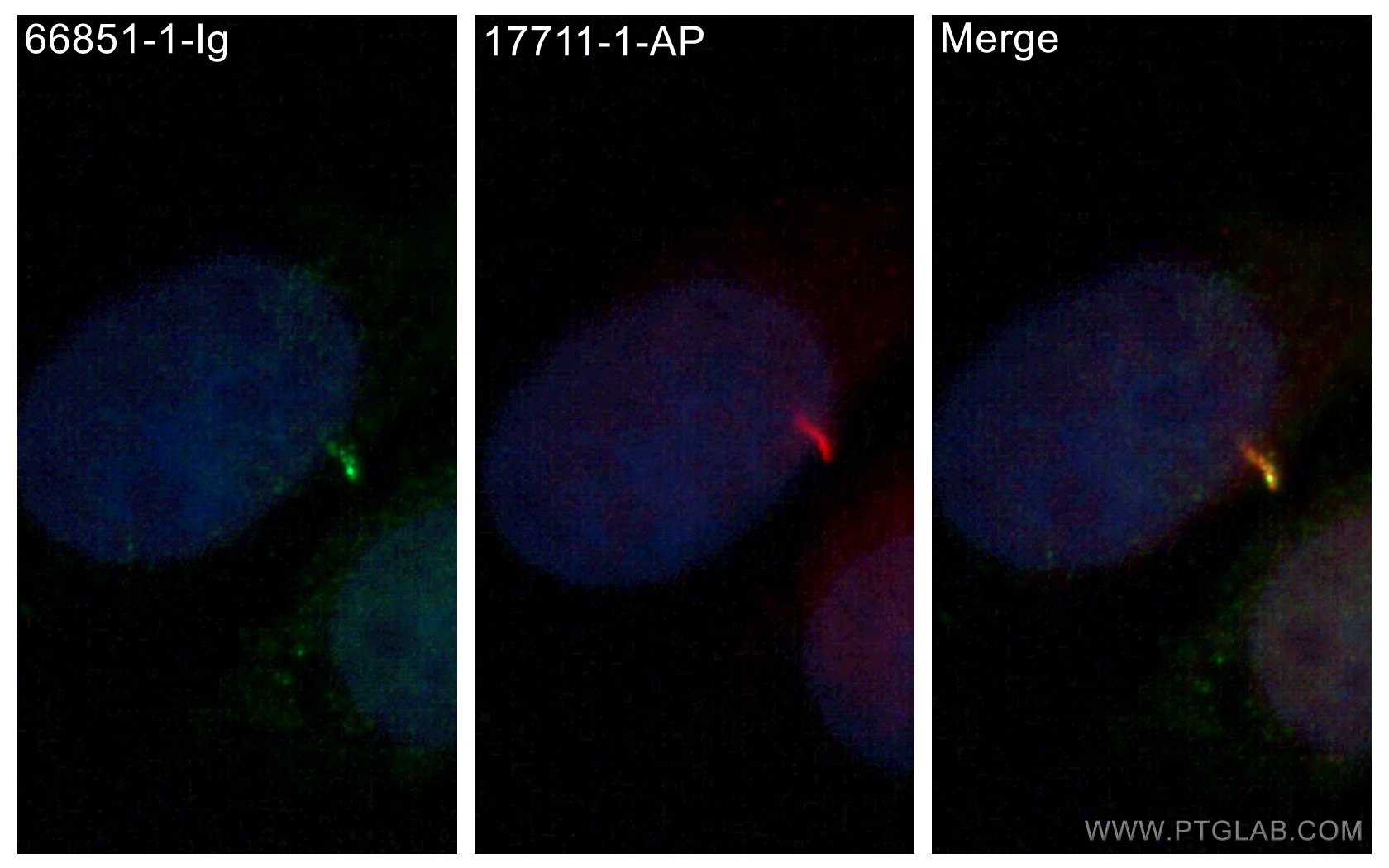 IF Staining of MDCK using 66851-1-Ig