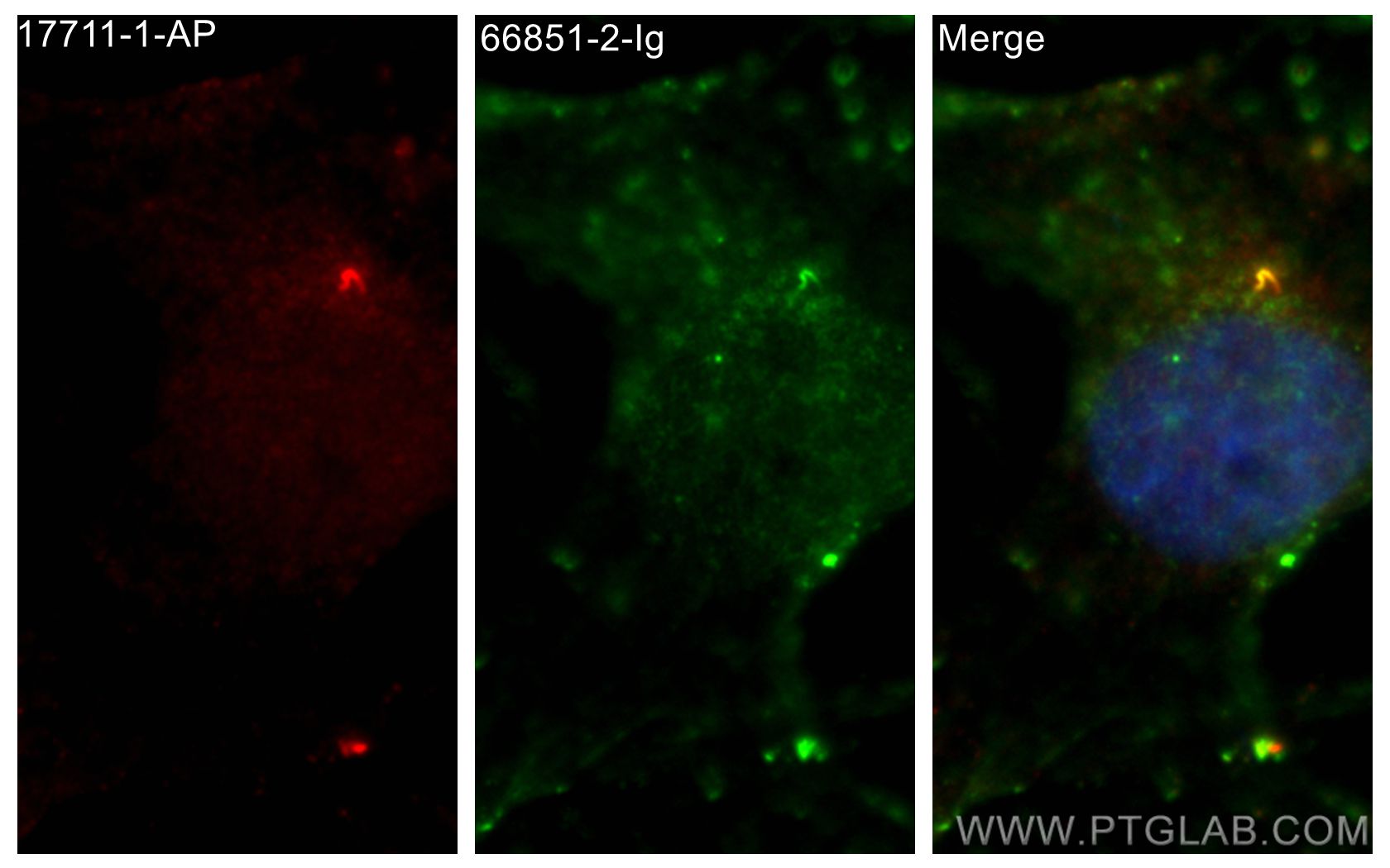 IF Staining of MDCK using 66851-2-Ig