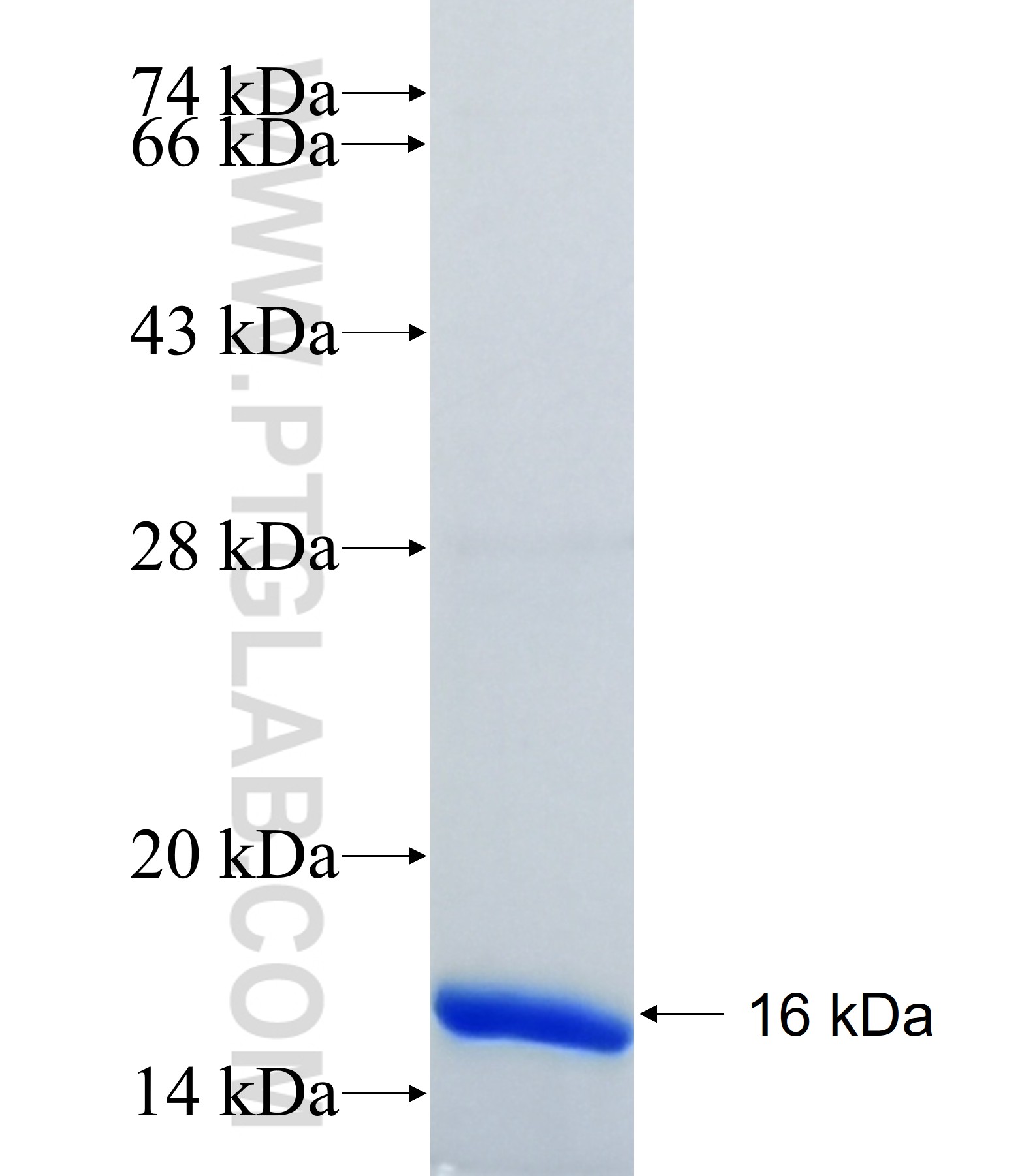 SMOX fusion protein Ag34335 SDS-PAGE
