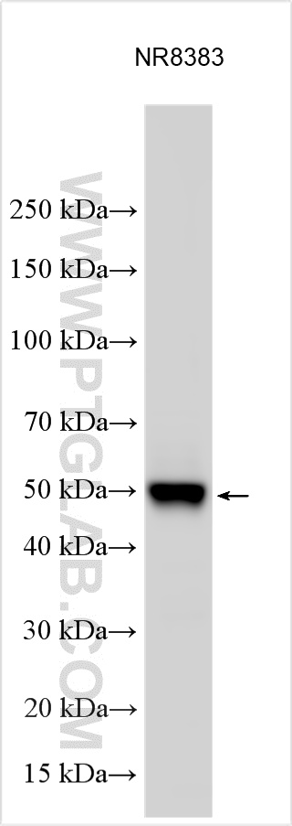 WB analysis using 16310-1-AP