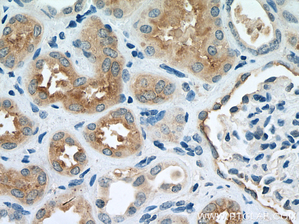 IHC staining of human kidney using 16552-1-AP