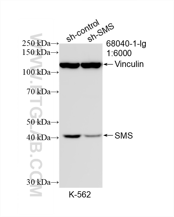 WB analysis of K-562 using 68040-1-Ig