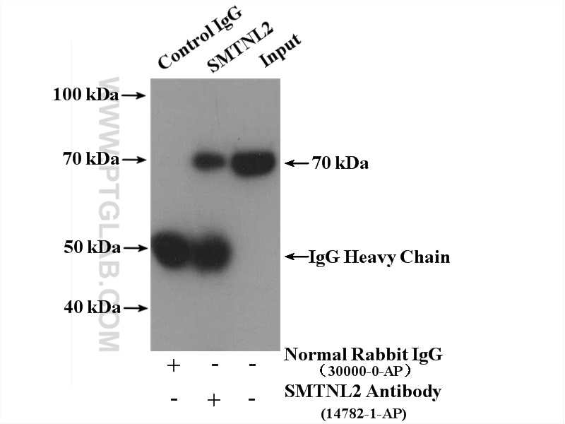 IP experiment of COLO 320 using 14782-1-AP