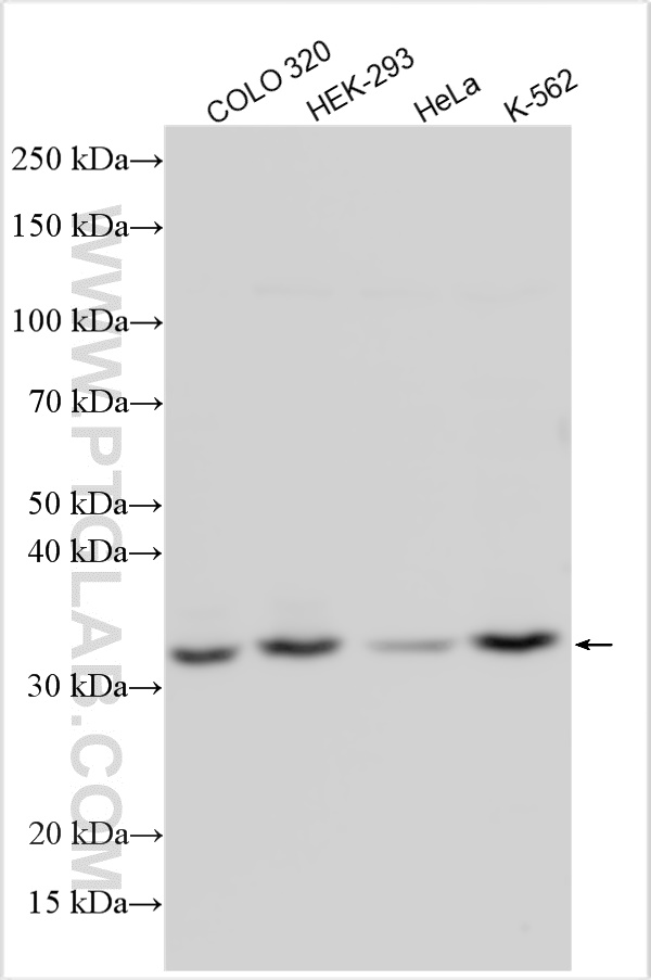 WB analysis using 19857-1-AP