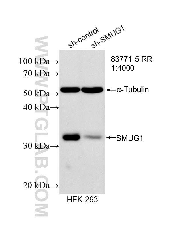 WB analysis of HEK-293 using 83771-5-RR