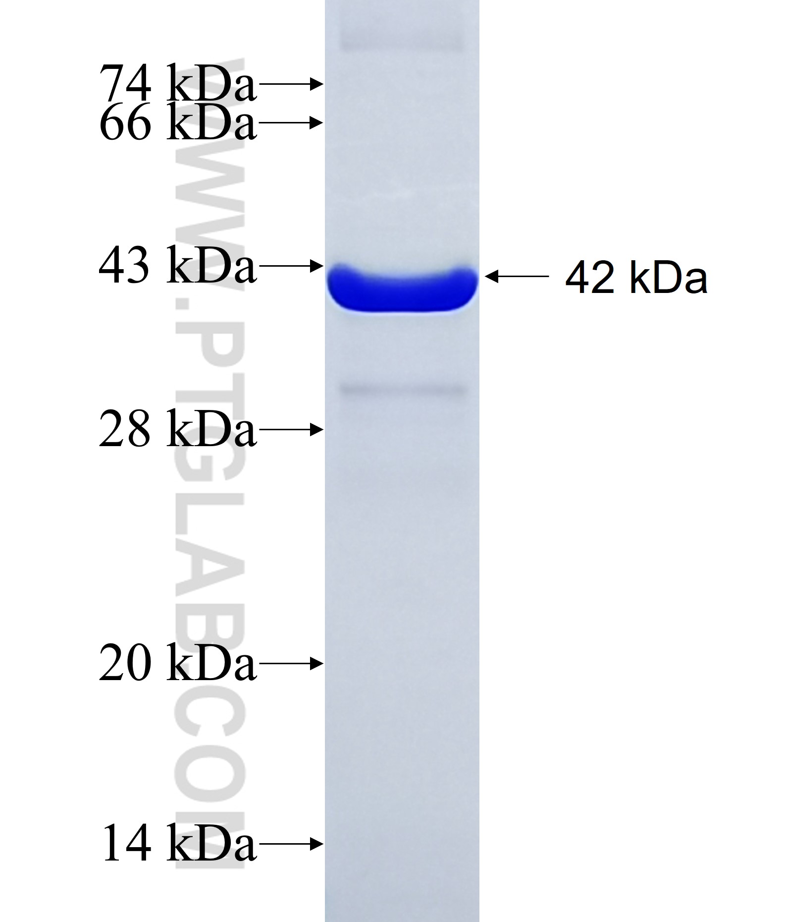 SMURF2 fusion protein Ag12666 SDS-PAGE