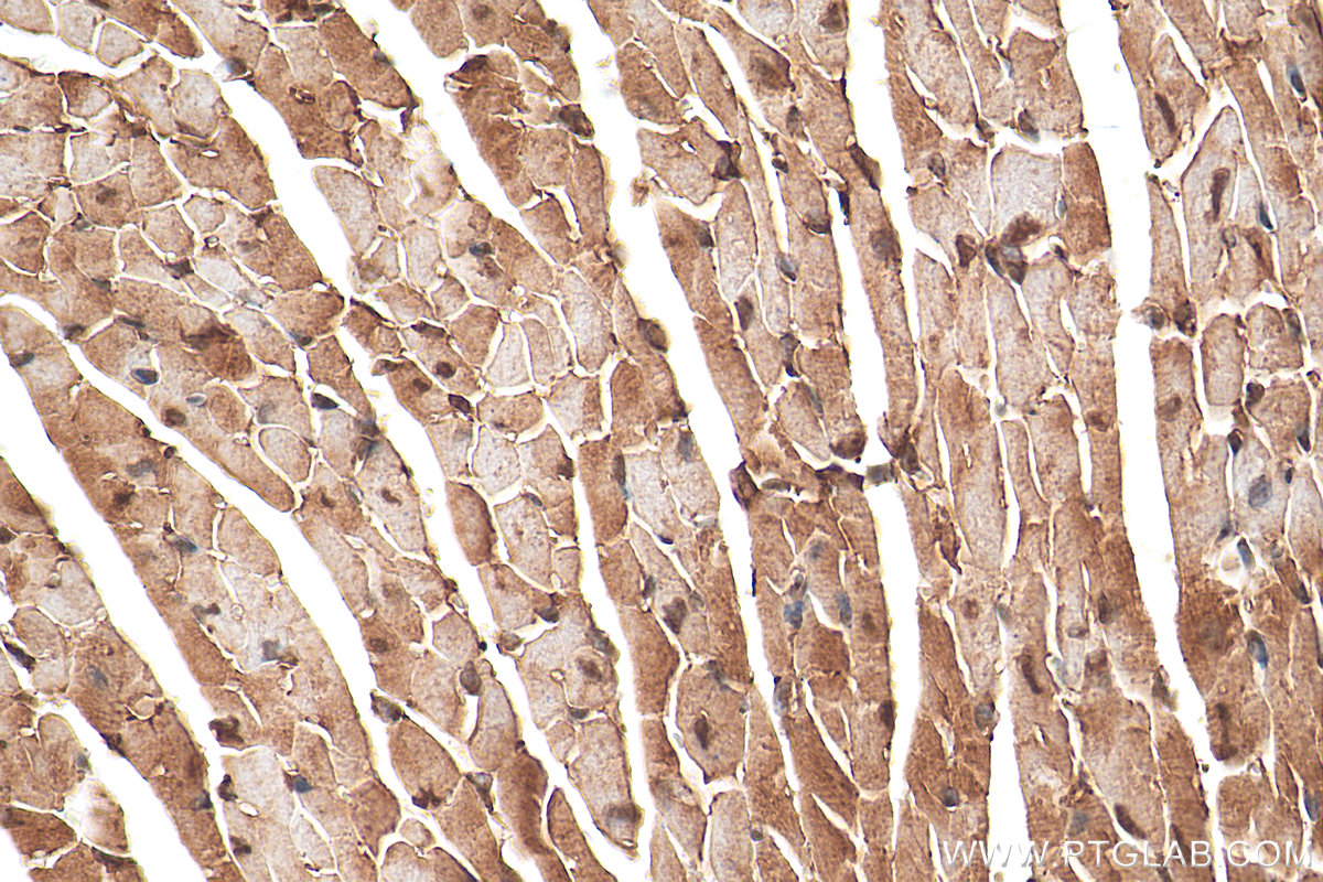 IHC staining of mouse heart using 16151-1-AP