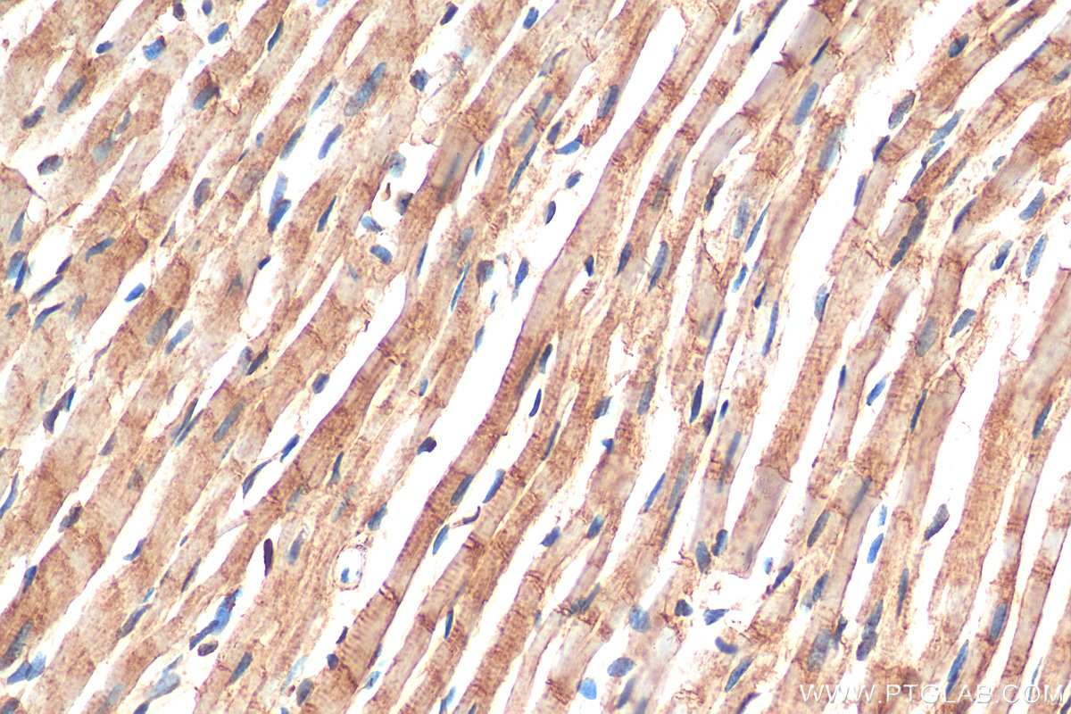 IHC staining of rat heart using 21290-1-AP