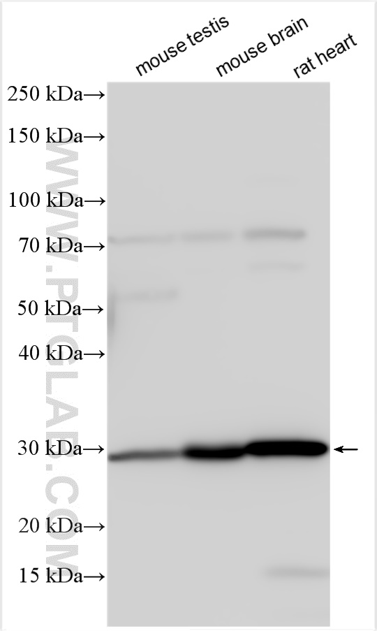 WB analysis using 12129-1-AP