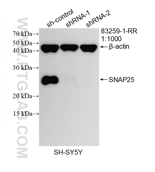 WB analysis of SH-SY5Y using 83259-1-RR