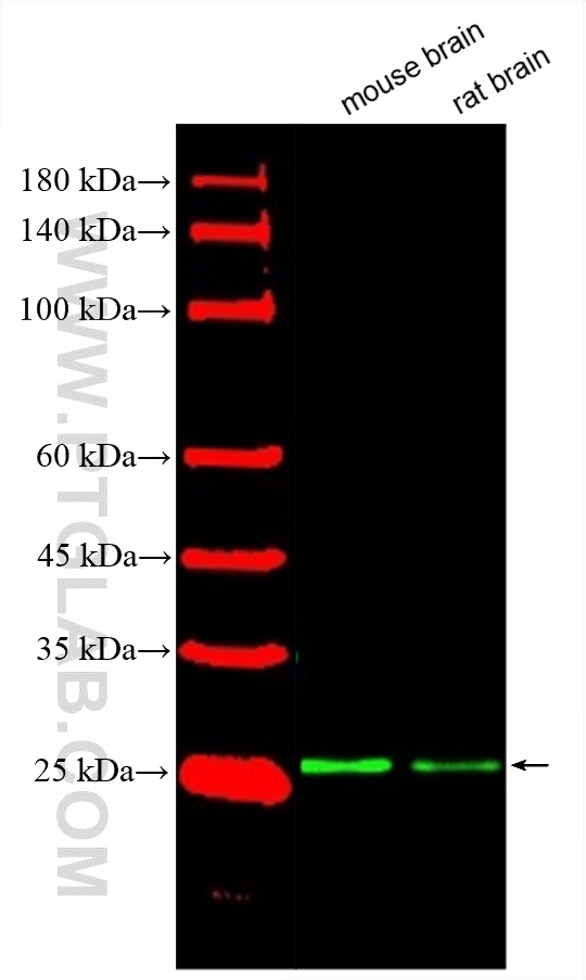 WB analysis using CL488-60159