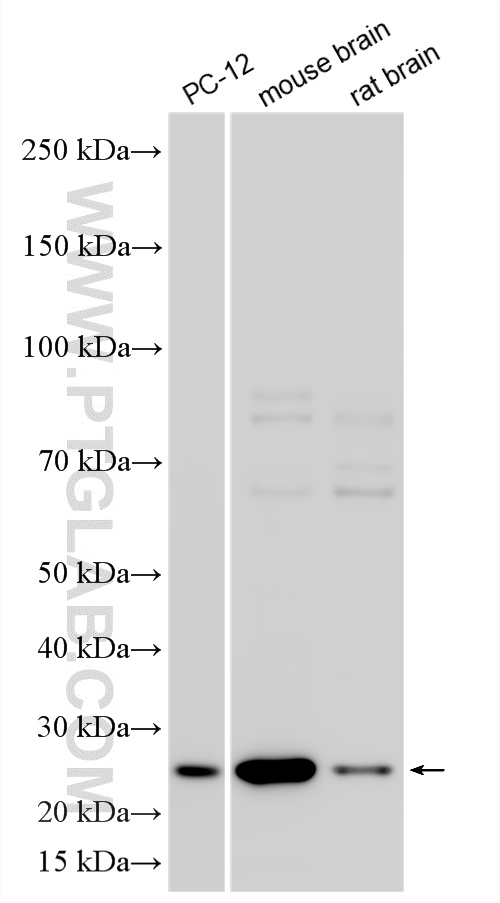 WB analysis using RMX00106 WB analysis using RMX00106