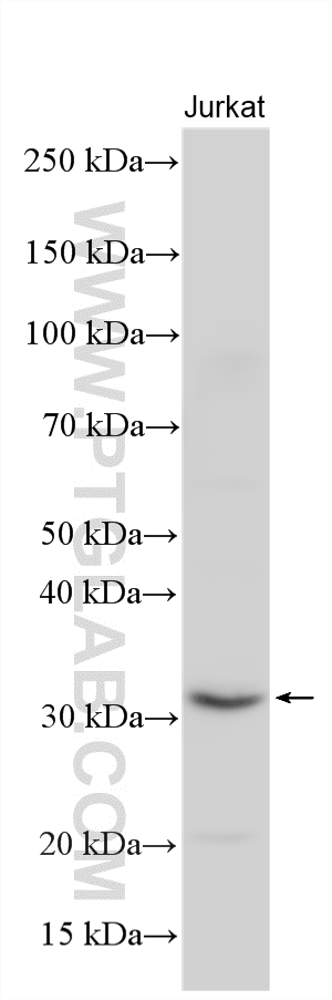 Jurkat cells were subjected to SDS PAGE followed by western blot with 12704-1-AP (SNAP29 antibody) at dilution of 1:4000 incubated at room temperature for 1.5 hours. WB analysis using 12704-1-AP