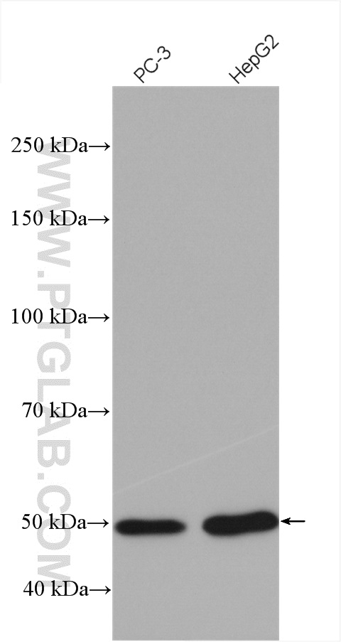 WB analysis using 27062-1-AP