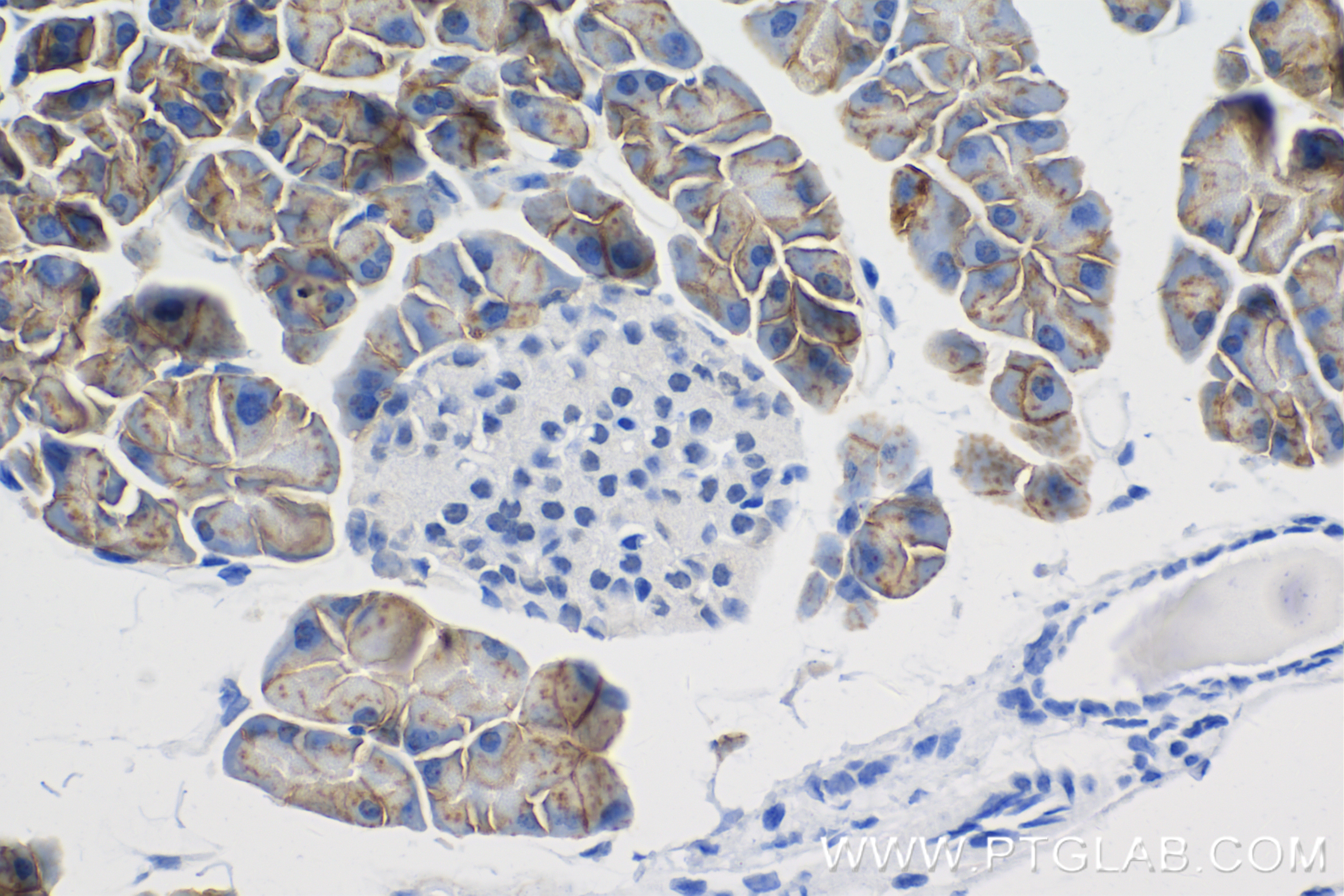 IHC staining of mouse pancreas using 83968-5-RR