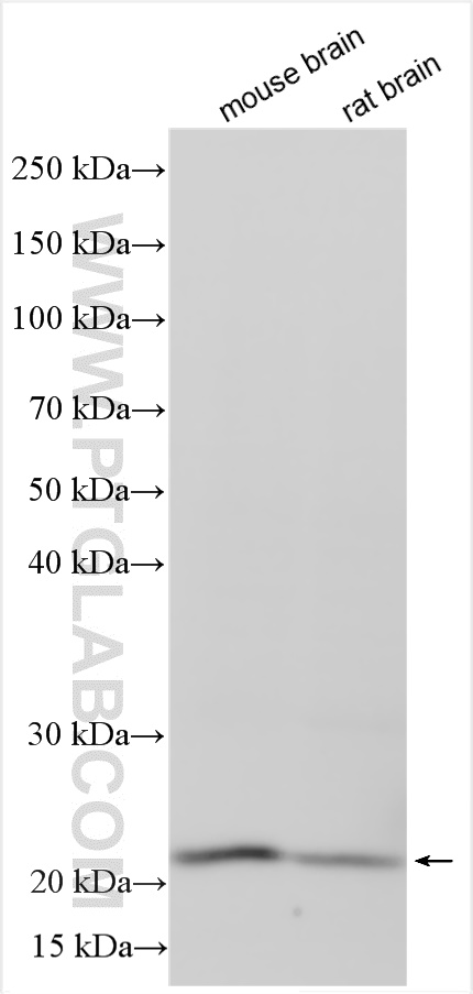 WB analysis using 10842-1-AP