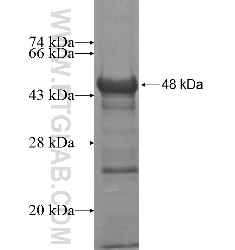 SNCAIP fusion protein Ag12217 SDS-PAGE