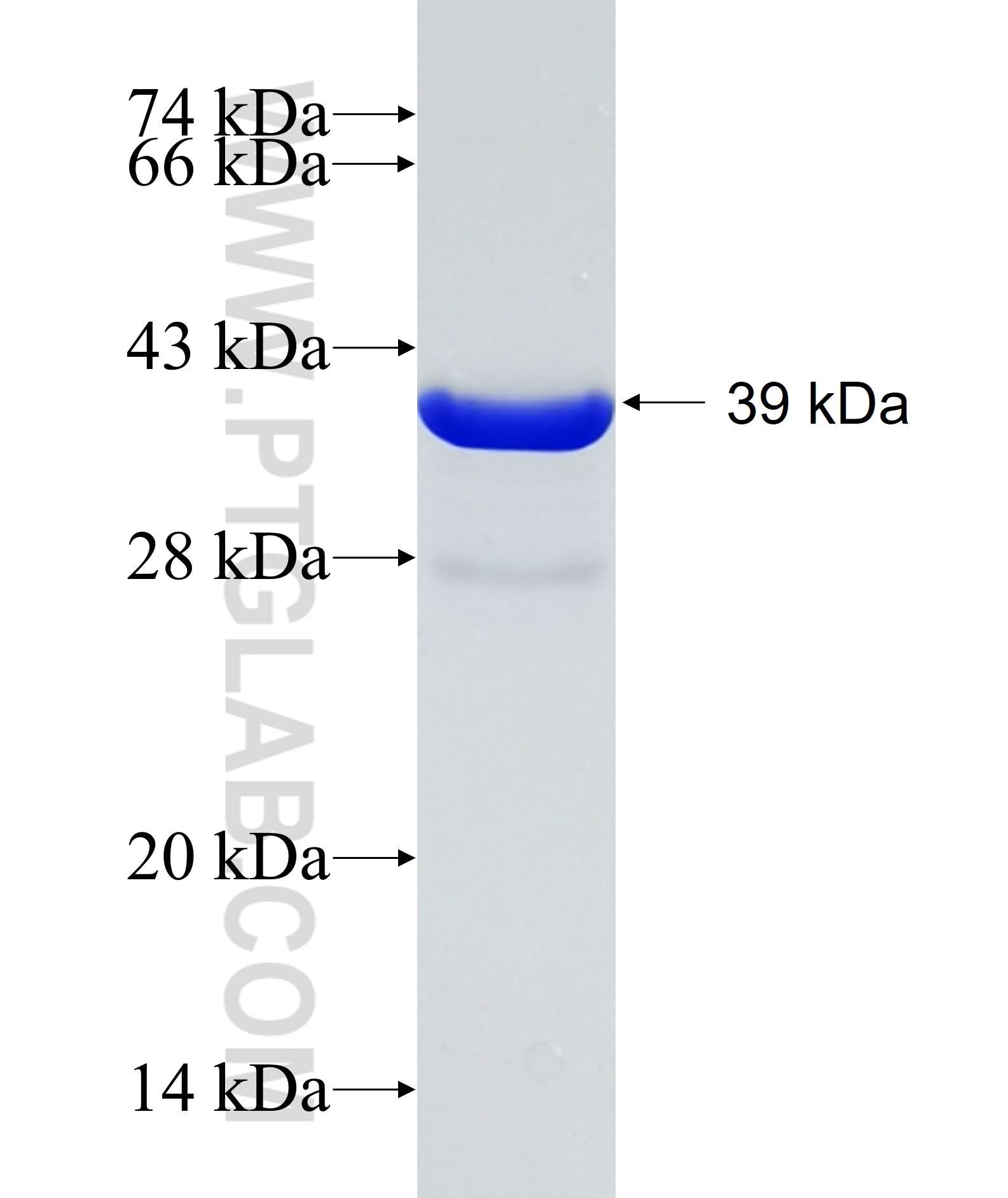 SNCG fusion protein Ag9493 SDS-PAGE