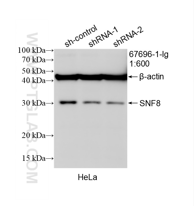 WB analysis of HeLa using 67696-1-Ig