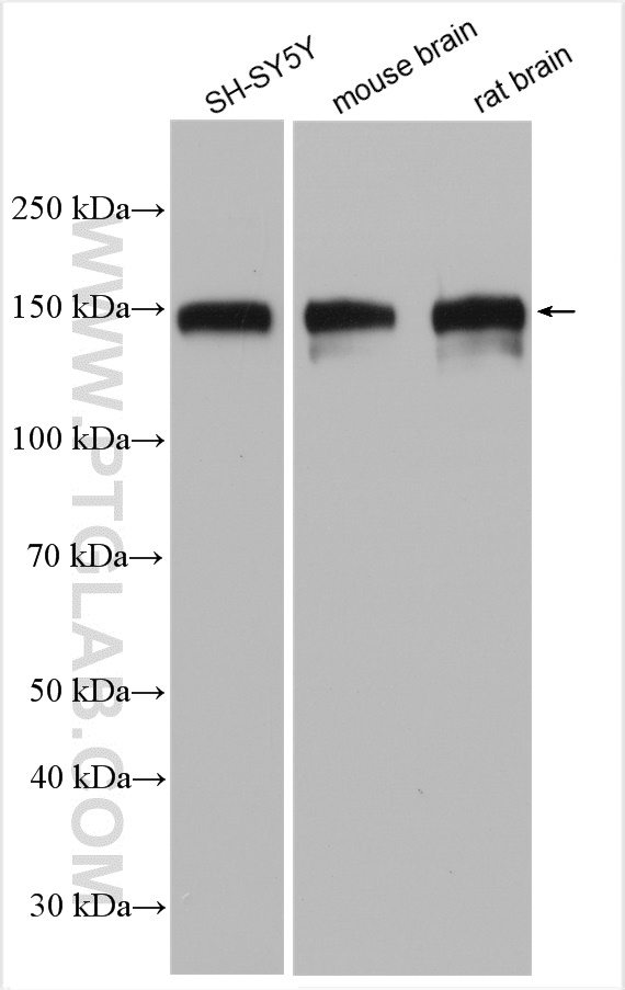 WB analysis using 29890-1-AP