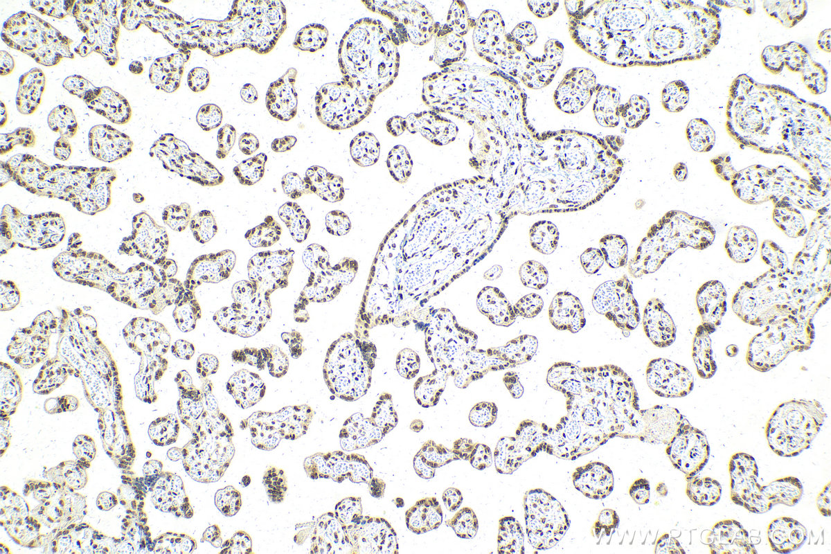 IHC staining of human placenta using 23875-1-AP