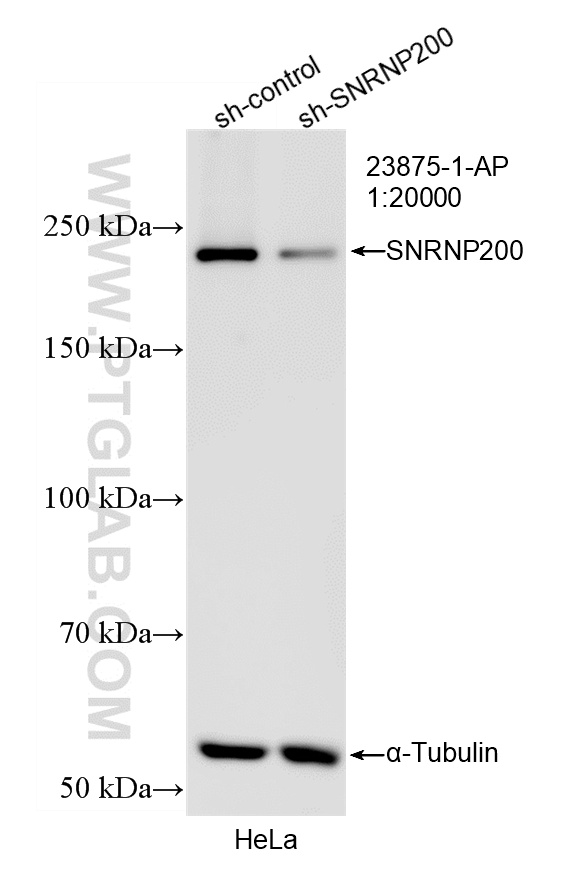 WB analysis of HeLa using 23875-1-AP