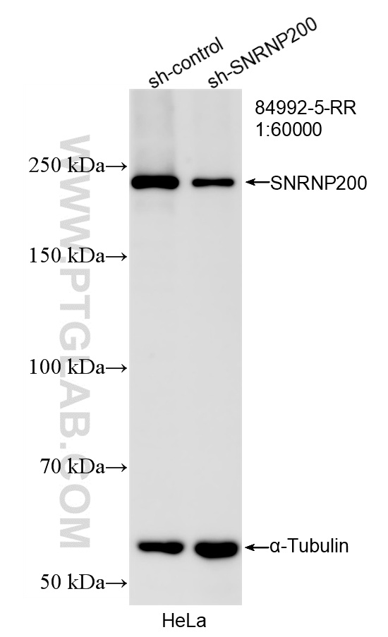 WB analysis of HeLa using 84992-5-RR