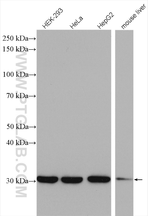 WB analysis using 10212-1-AP