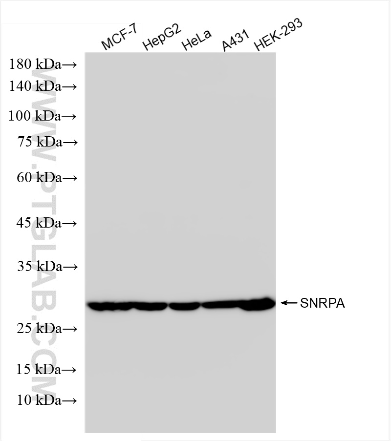 WB analysis using 86259-3-RR