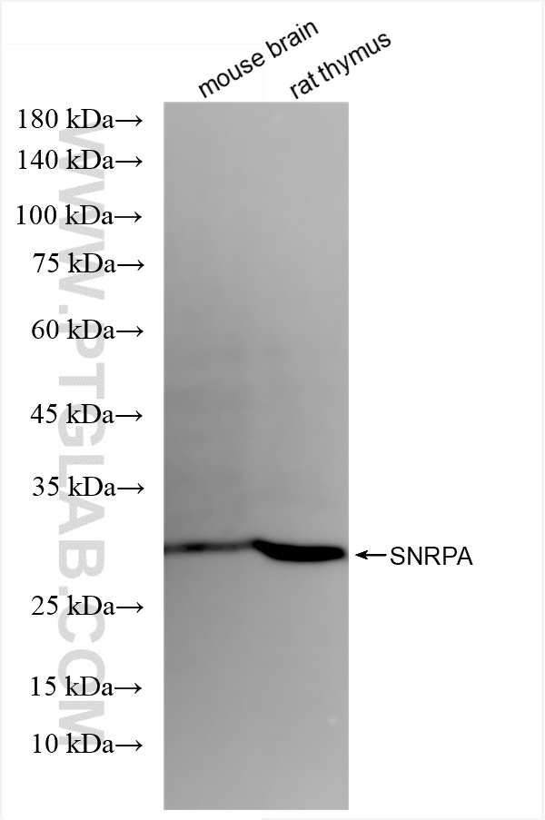 WB analysis using 86259-3-RR